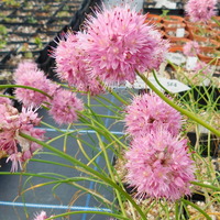 Allium kokanicum